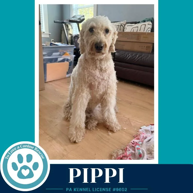 A senior large-sized female Labrador Retriever dog named Pippi for adoption in Kimberton, PA