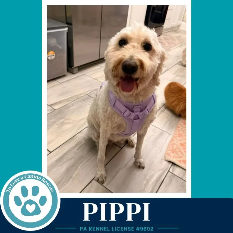 Pippi thumbnail 2