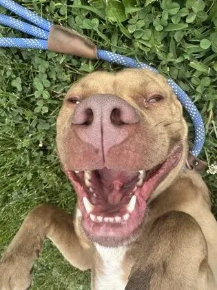 An adult large-sized female Pit Bull Terrier dog named Dara for adoption in Columbus, IN
