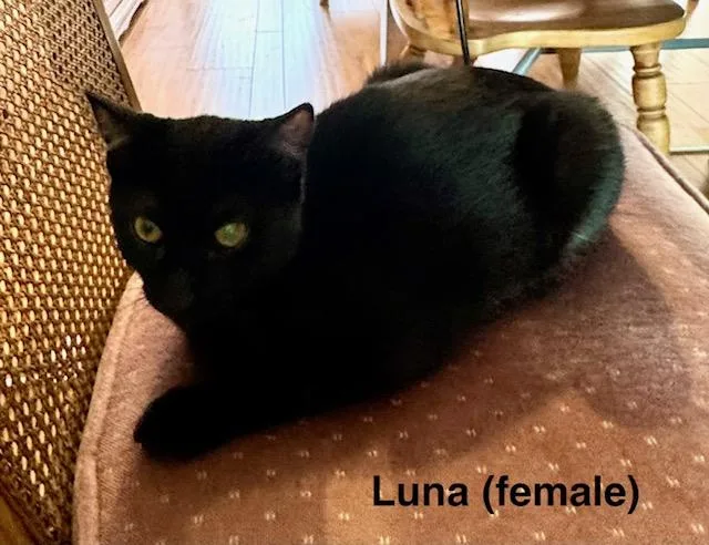 A baby medium-sized female Black Domestic Short Hair cat named Luna for adoption in Los Angeles, CA