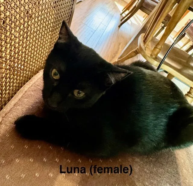 Luna thumbnail 3