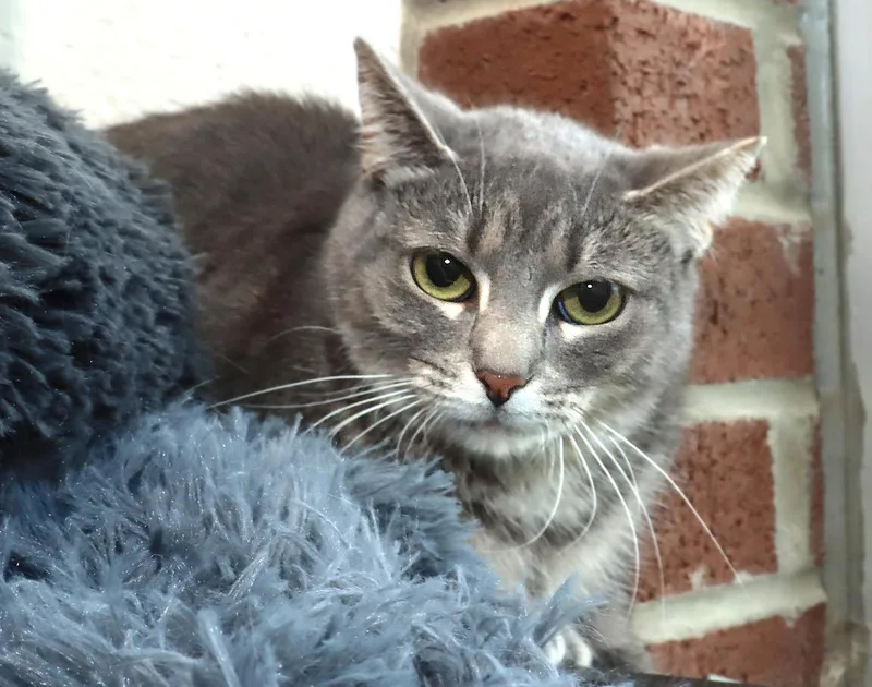 A baby medium-sized female Tabby (Gray / Blue / Silver) Tabby cat named Cinder for adoption in Euclid, OH