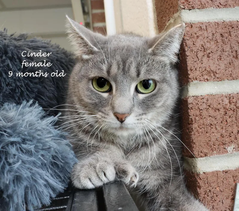 Cinder thumbnail 5