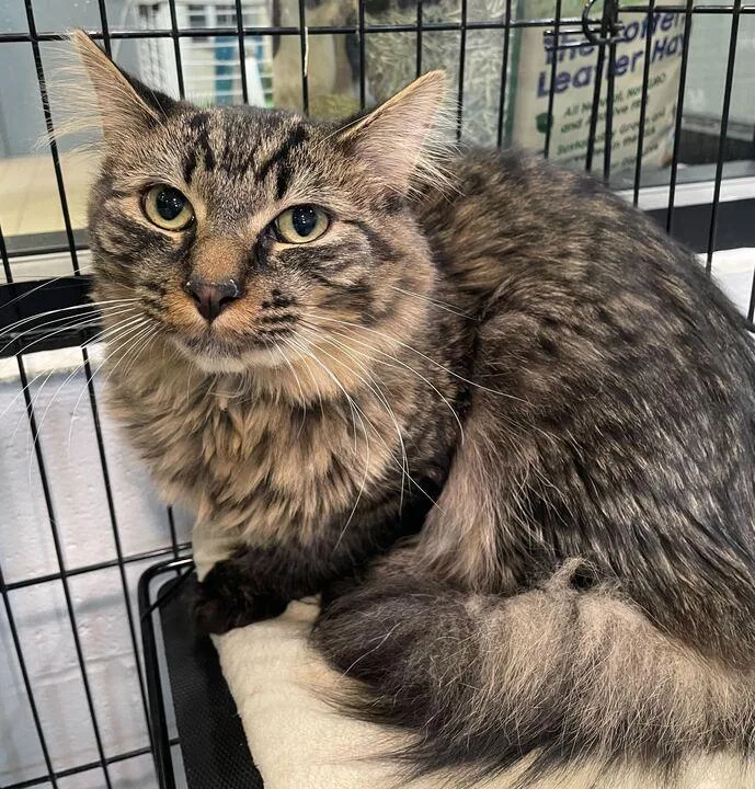 A young medium-sized male Tabby (Brown / Chocolate) Domestic Short Hair cat named Buddy for adoption in Jackson, MI