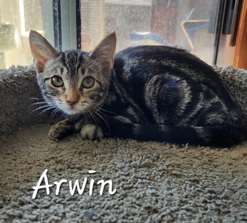 A baby medium-sized female Tabby (Brown / Chocolate) Domestic Short Hair cat named Arwin for adoption in Hawthorne, CA