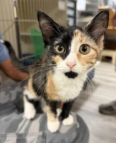 A baby medium-sized female Domestic Short Hair cat named Bata for adoption in Windsor, CT