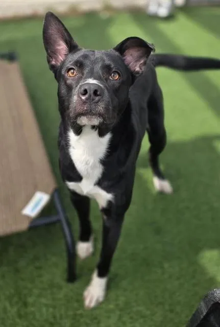 A young large-sized male Mixed Breed dog named Dakota for adoption in Columbia, SC