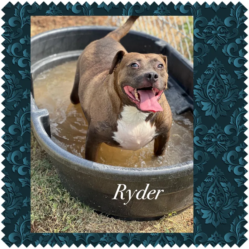 An adult medium-sized male Brown / Chocolate Pit Bull Terrier dog named Ryder for adoption in Canyon, TX