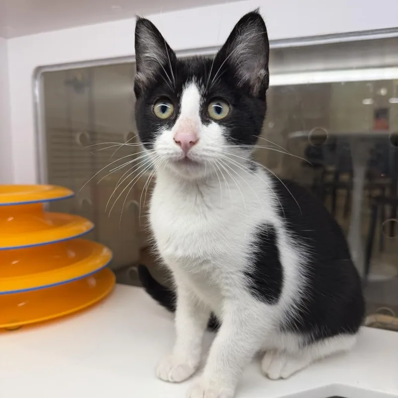 A baby small-sized female Domestic Short Hair cat named Garrincha for adoption in Los Angeles, CA
