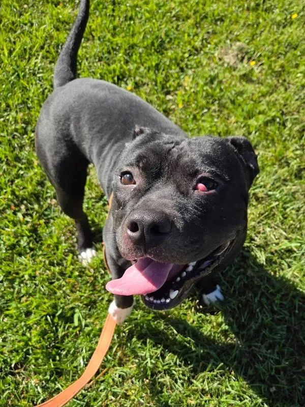 An adult medium-sized male Pit Bull Terrier dog named Bing for adoption in Millersville, MD