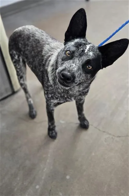 An adult medium-sized female Mixed Breed dog named Kimchi for adoption in Dallas, TX