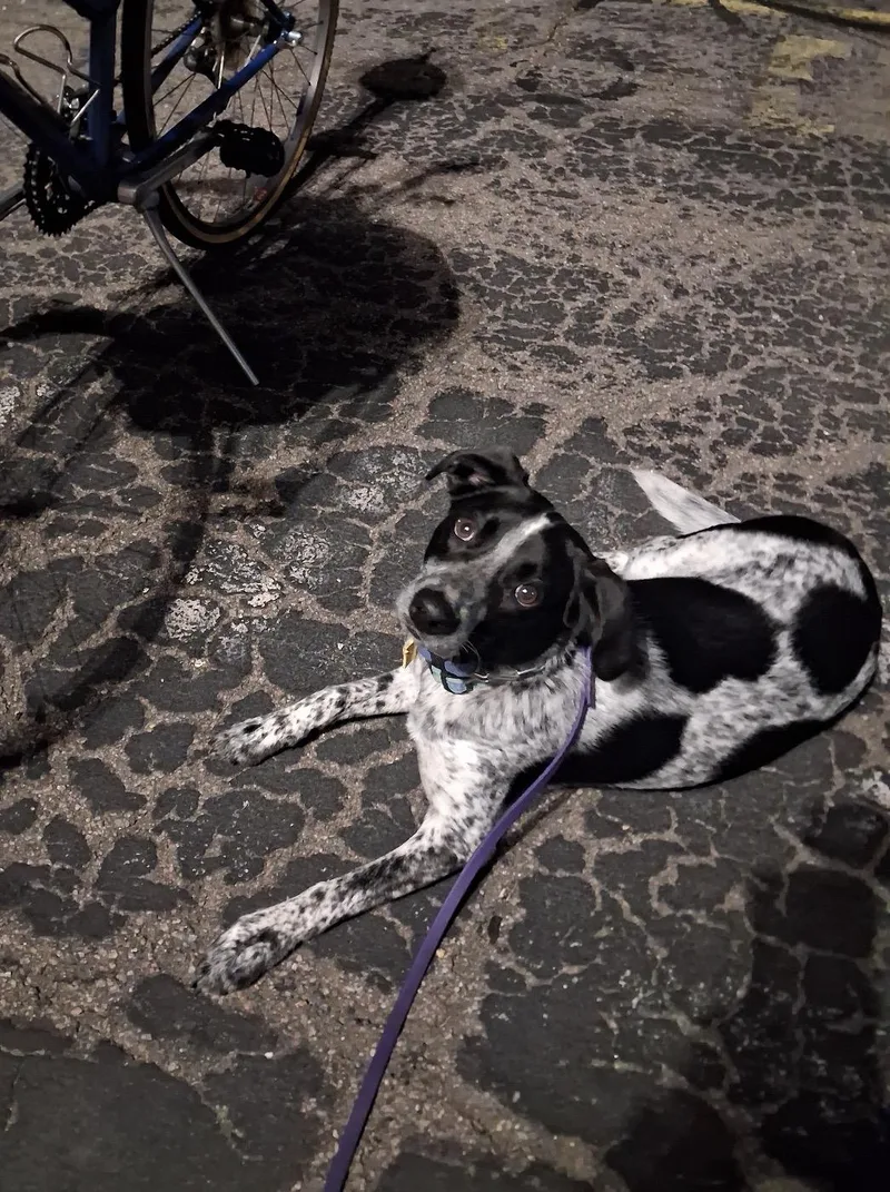 A young medium-sized male Gray / Blue / Silver Beagle dog named Basil for adoption in Pembroke, MA