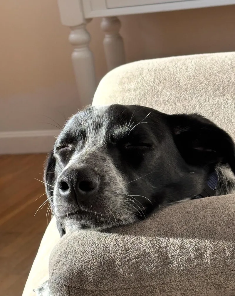 Basil thumbnail 4