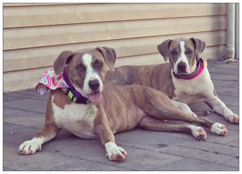 An adult medium-sized female Hound dog named Mango Sweet  kind for adoption in Crystal, MN