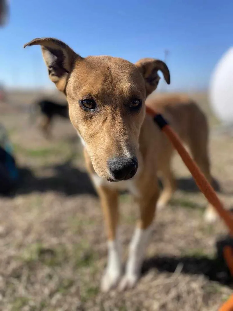 An adult medium-sized female Golden Collie dog named Louise for adoption in Seguin, TX