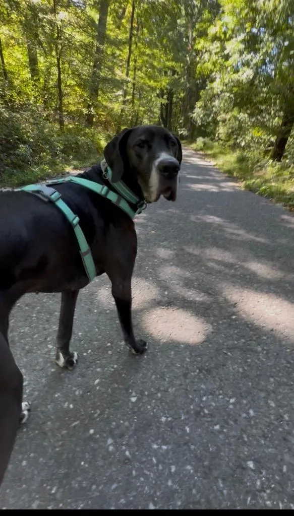 An adult extra large-sized female Great Dane dog named Millie for adoption in Pottsville, PA