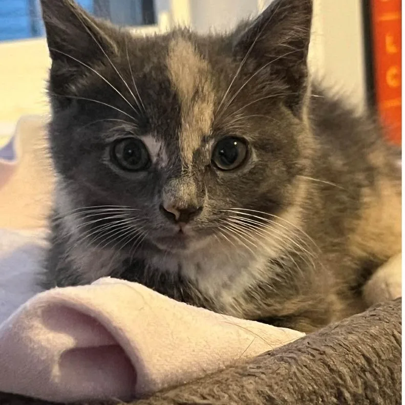 A baby small-sized female Gray / Blue / Silver Domestic Short Hair cat named Pearle for adoption in Richmond, VA