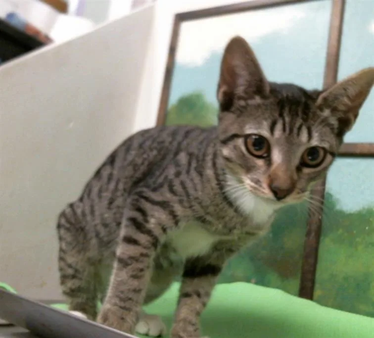 A baby small-sized female Domestic Short Hair cat named Star for adoption in Houston, TX