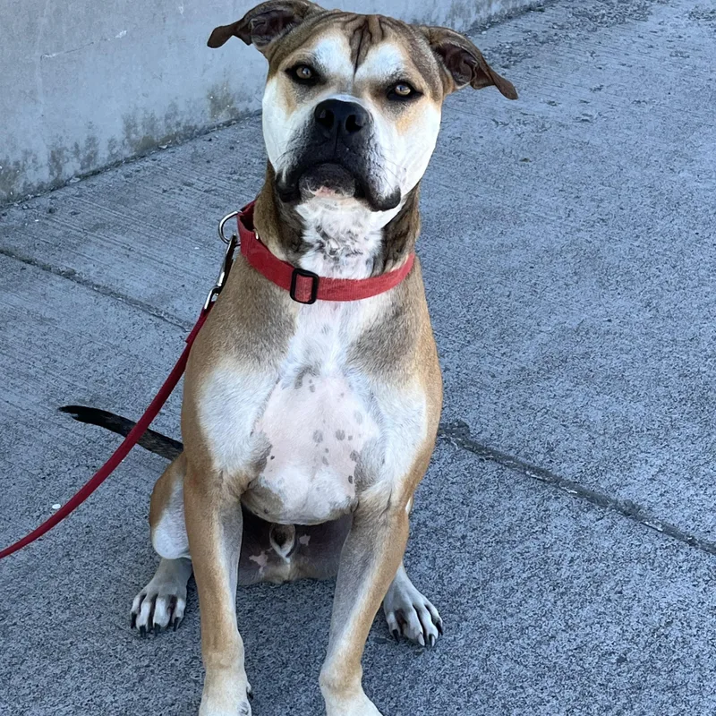 An adult medium-sized male Brown / Chocolate Boxer dog named Graham  Recently Trained for adoption in Kirkland, WA