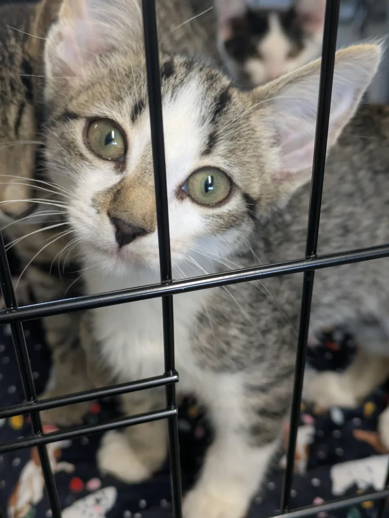 A young small-sized male Tabby (Brown / Chocolate) Domestic Short Hair cat named Bennett for adoption in Bedford, VA