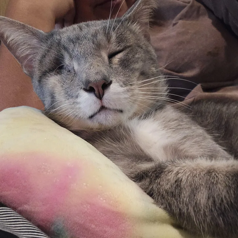 An adult medium-sized male Domestic Short Hair cat named Aemond for adoption in Liverpool, TX