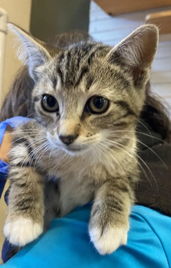 A baby small-sized female Domestic Short Hair cat named Bella for adoption in Monterey, CA