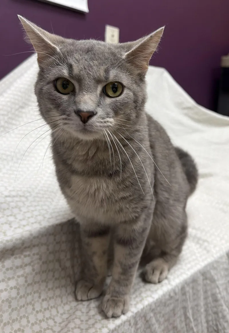 An adult medium-sized male Gray / Blue / Silver Domestic Short Hair cat named Peter Shaver for adoption in Elkins, WV