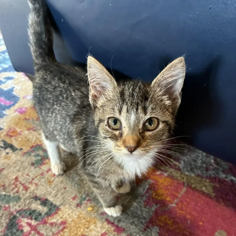 A young medium-sized female Domestic Medium Hair cat named Nightmare for adoption in Akron, OH