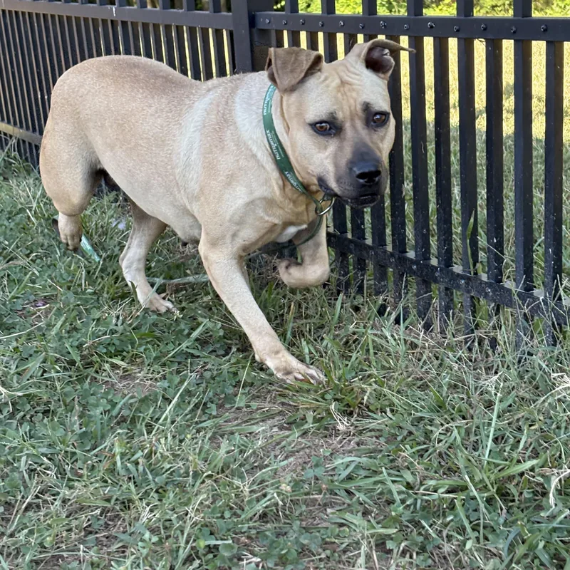 An adult medium-sized female Apricot / Beige American Staffordshire Terrier dog named Orchid for adoption in Lancaster, SC