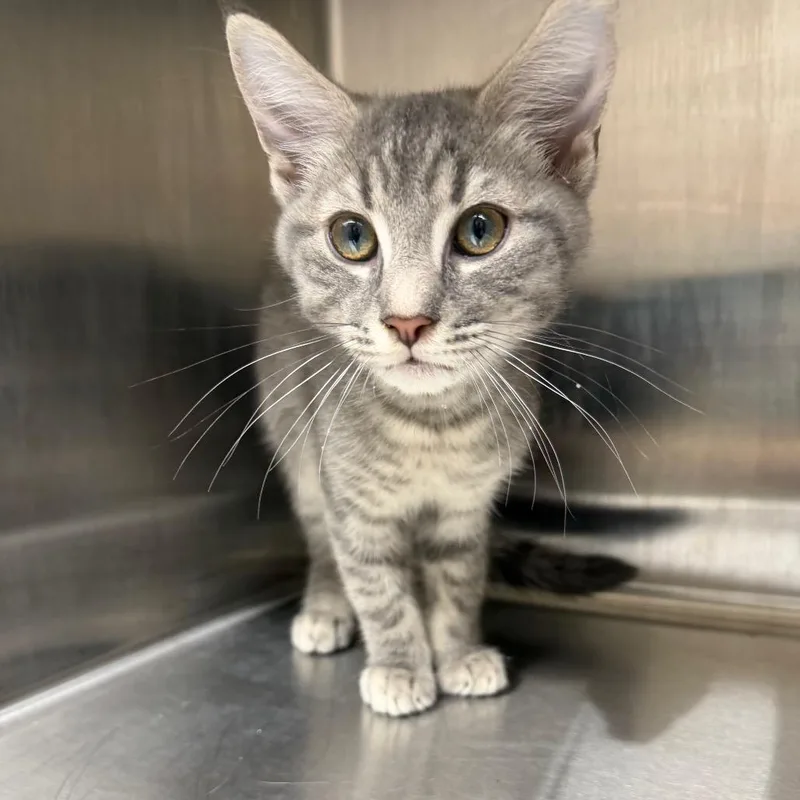 A baby small-sized male Gray / Blue / Silver Domestic Short Hair cat named Goose for adoption in Morganton, NC