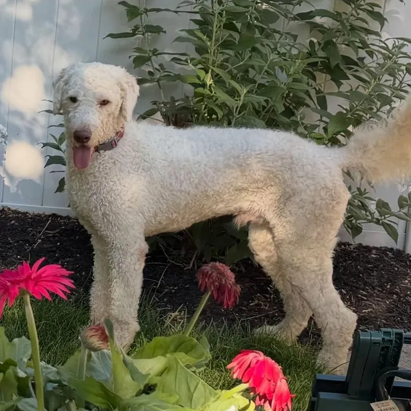 A young medium-sized male Labradoodle dog named Benji for adoption in Philadelphia, PA