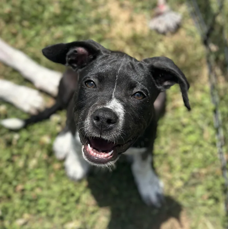 A baby medium-sized female Cattle Dog dog named Thelma for adoption in Suffield, CT
