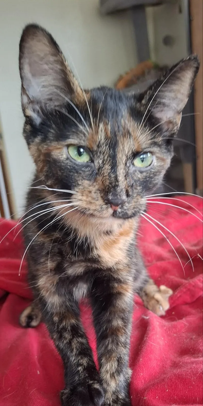 A young small-sized female Dilute Tortoiseshell cat named Leah for adoption in Muncie, IN