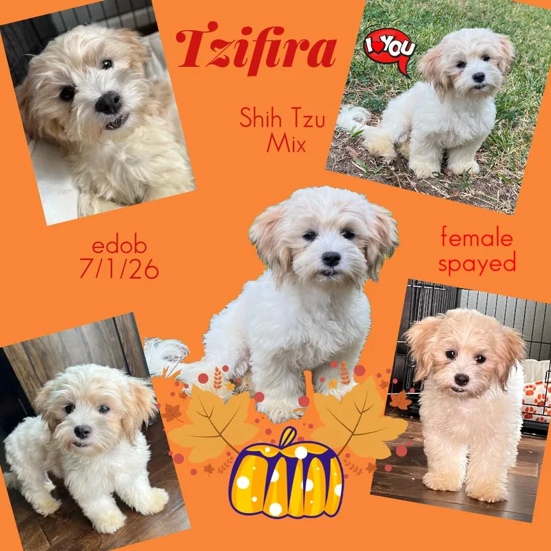 Tzifira WAT thumbnail 5