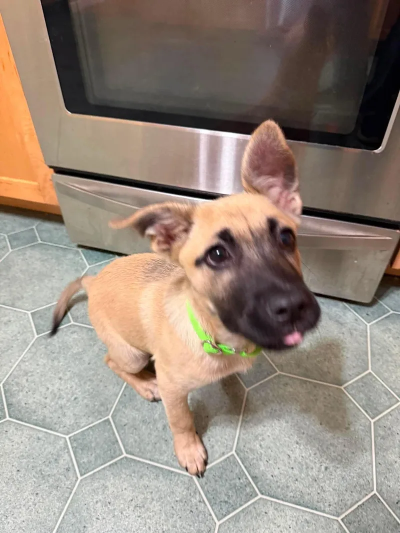 A baby medium-sized male Mixed Breed dog named Max for adoption in Griswold, CT