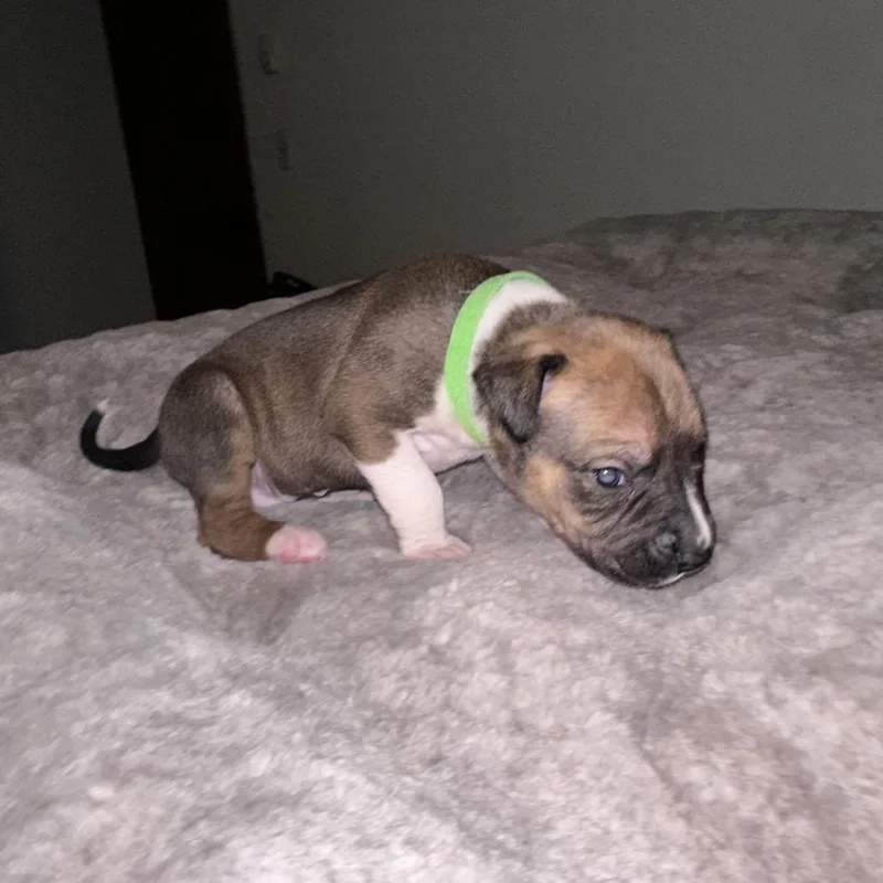 A baby large-sized male White / Cream Pit Bull Terrier dog named Lenny for adoption in Tacoma, WA