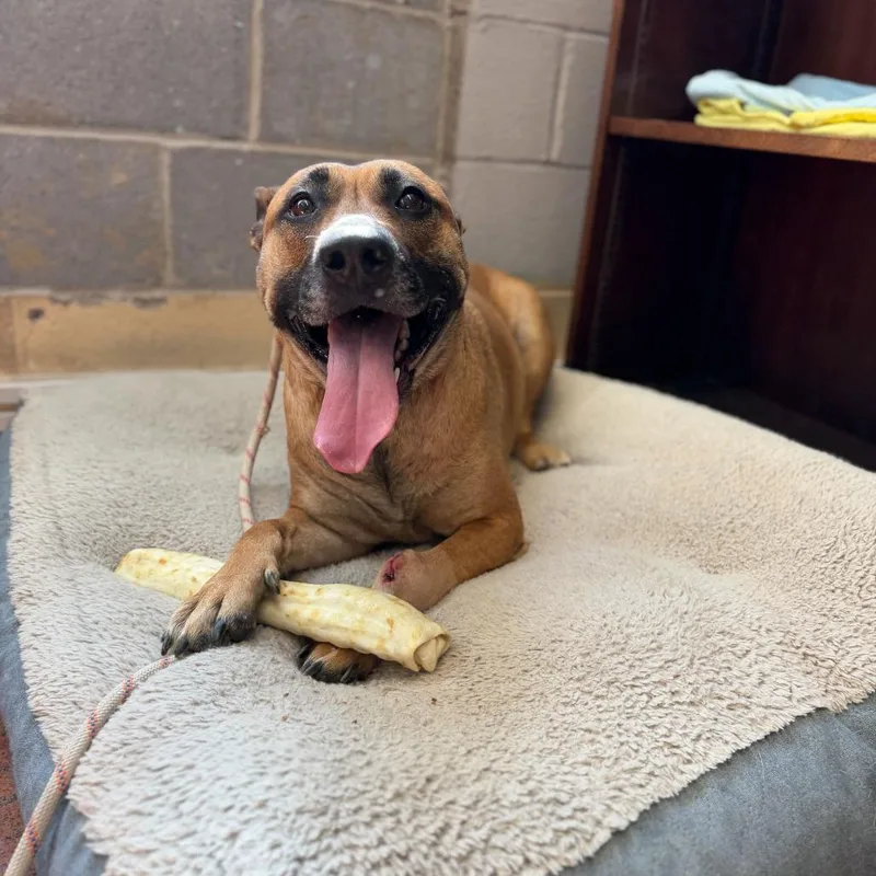 An adult large-sized female Brown / Chocolate Belgian Shepherd / Malinois dog named Peaches for adoption in Perkiomenville, PA