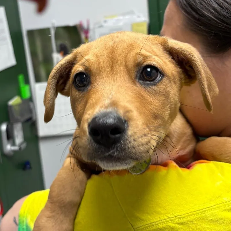 A baby small-sized male Brown / Chocolate Mixed Breed dog named Mufasa for adoption in Brookfield, WI