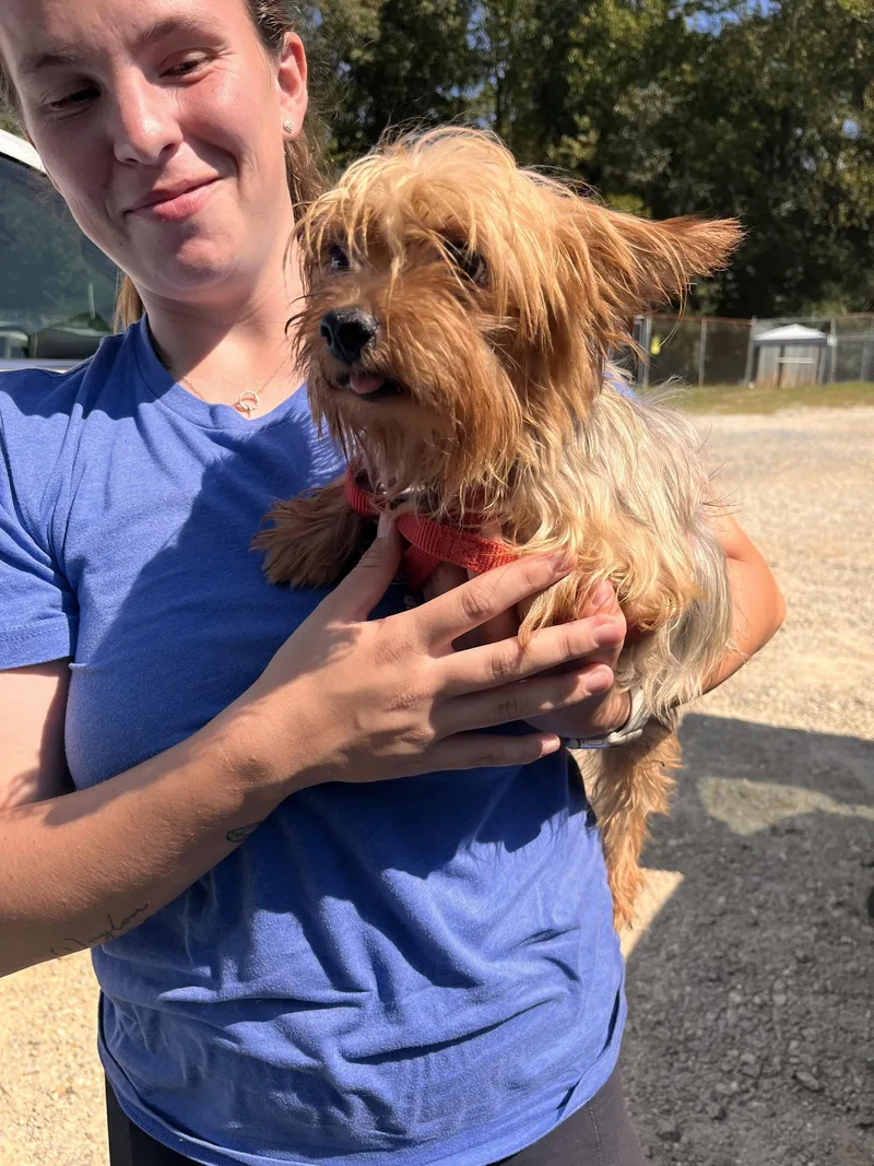 An adult small-sized male Yorkshire Terrier dog named Stalone Aug for adoption in Pacolet, SC