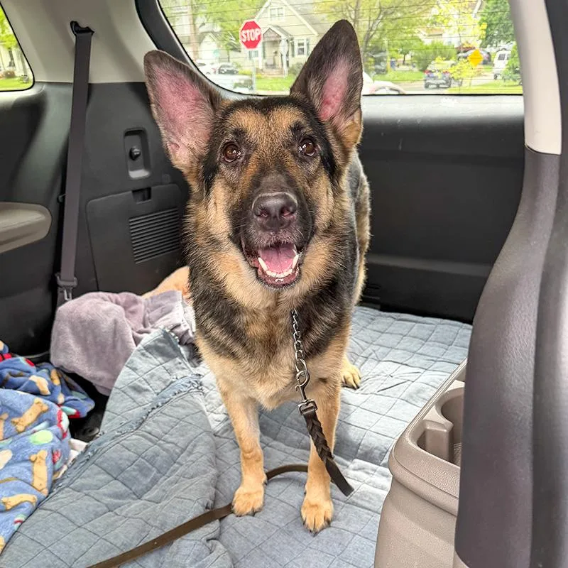 An adult large-sized female Bicolor German Shepherd Dog dog named Bella for adoption in Millburn, NJ