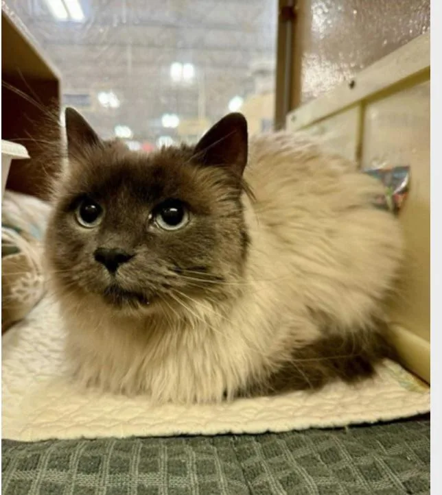 An adult medium-sized female Siamese cat named Holly "Cece" for adoption in Warr Acres, OK