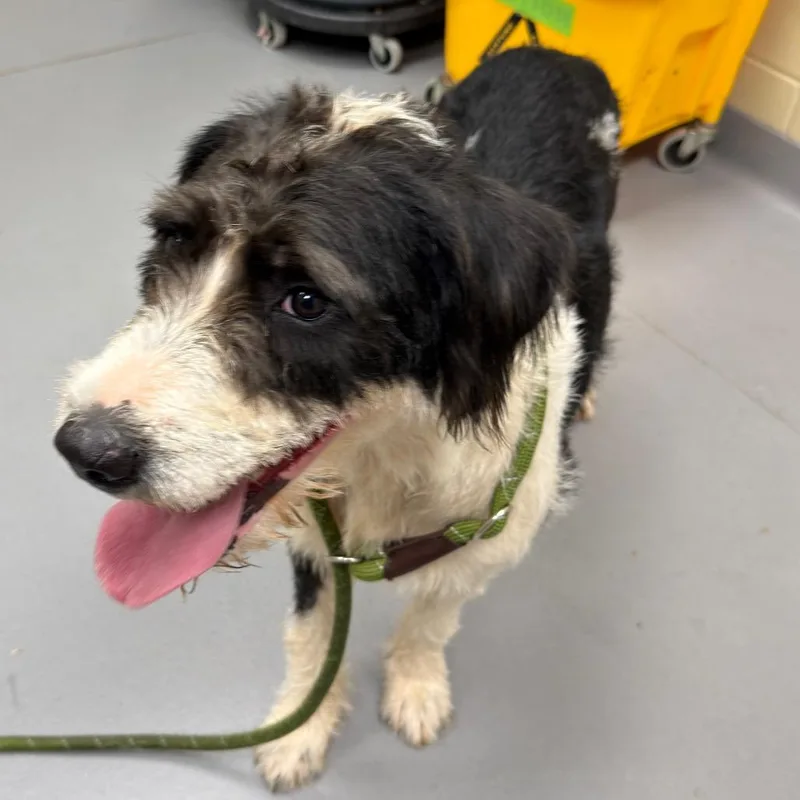 An adult medium-sized female Black Mixed Breed dog named StraySecondAve for adoption in Columbus, GA