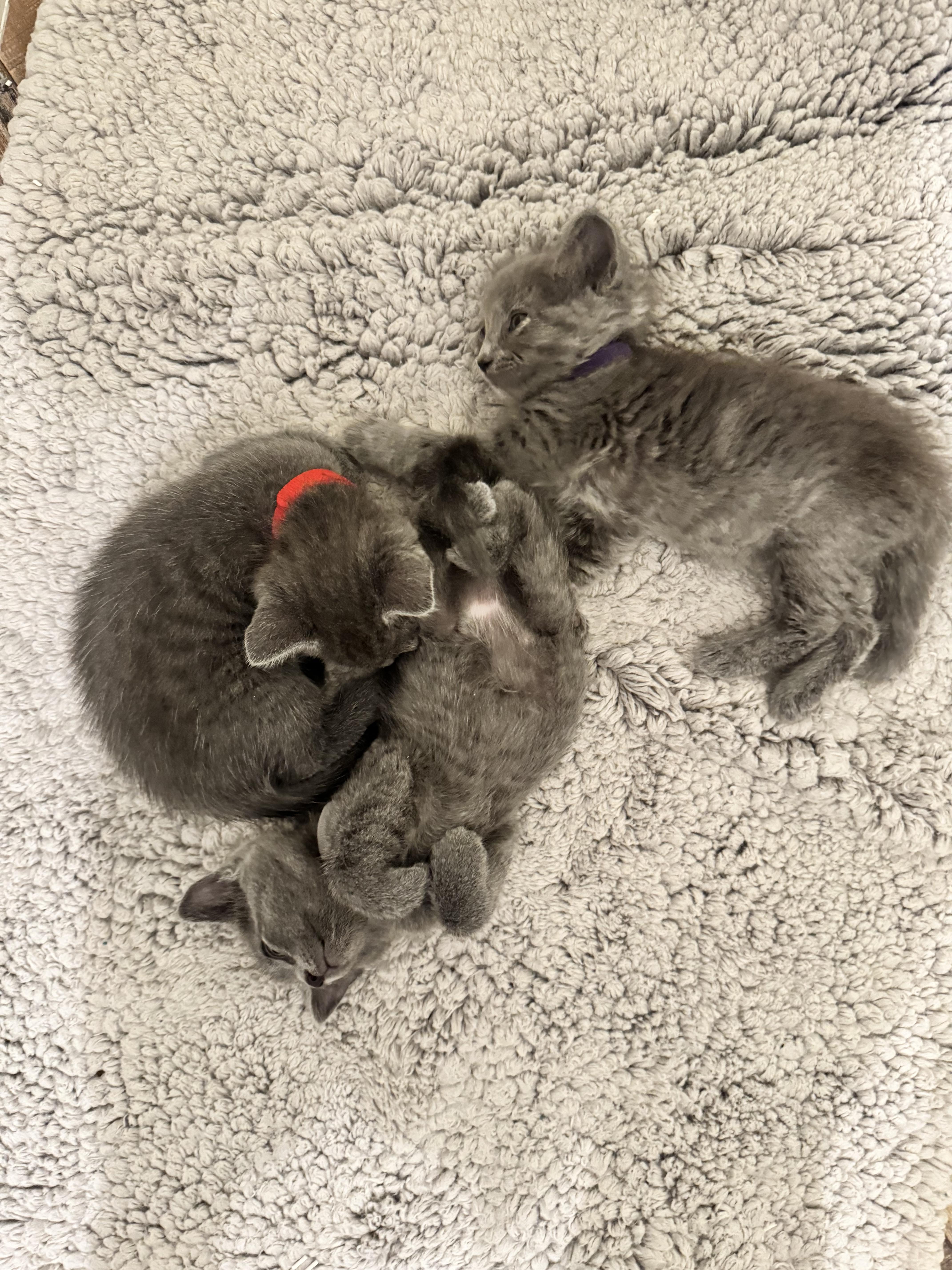 A baby small-sized female Russian Blue cat named Rebel for adoption in Long Beach, CA