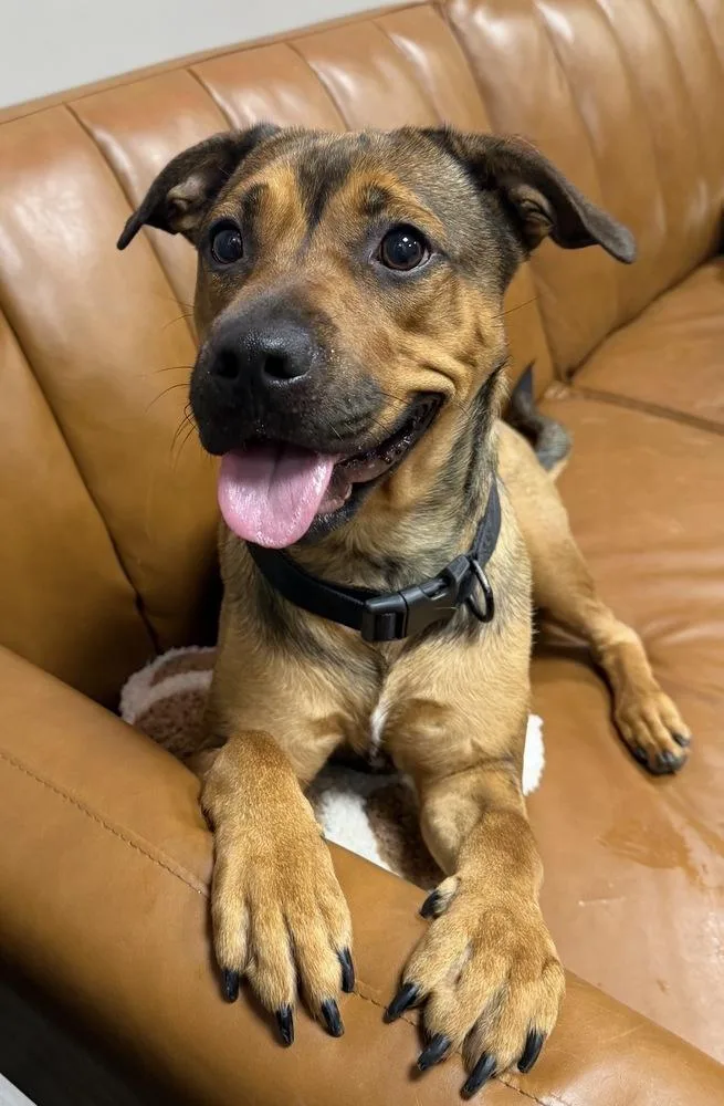 Stella