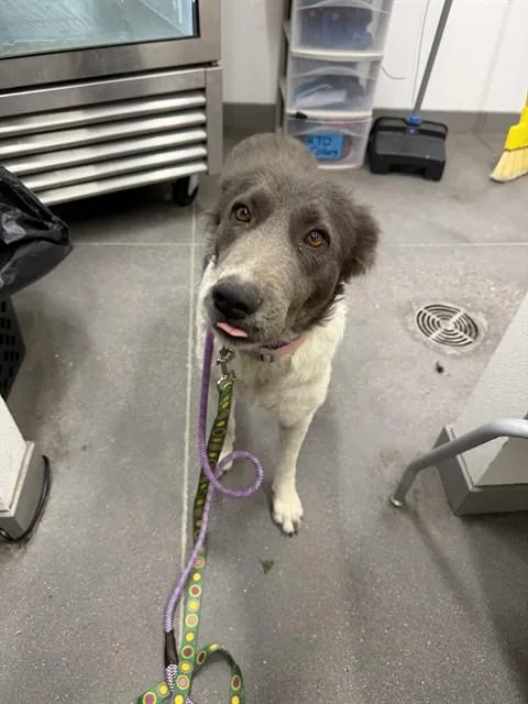 An adult medium-sized female Border Collie dog named Stormi for adoption in Mesa, AZ