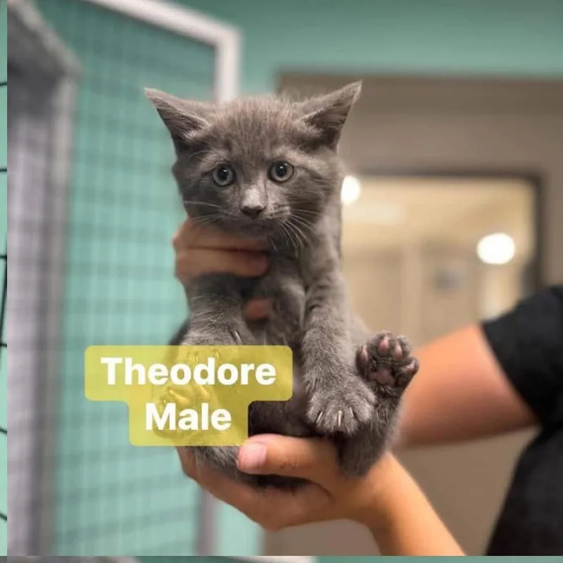A baby small-sized male Gray / Blue / Silver Domestic Short Hair cat named Theodore In Chestertown  for adoption in Alexandria, VA