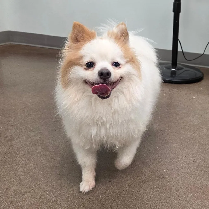 An adult small-sized female White / Cream Pomeranian dog named Coco for adoption in Chattanooga, TN