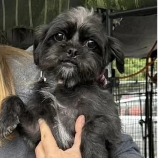 An adult small-sized female Black Shih Tzu dog named Lila for adoption in Santa Rosa, CA