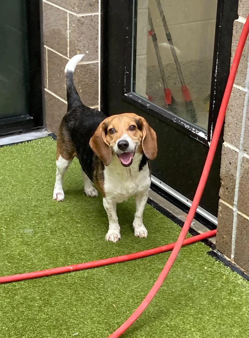 An adult medium-sized male Beagle dog named Mr Rocky for adoption in East Haddam, CT