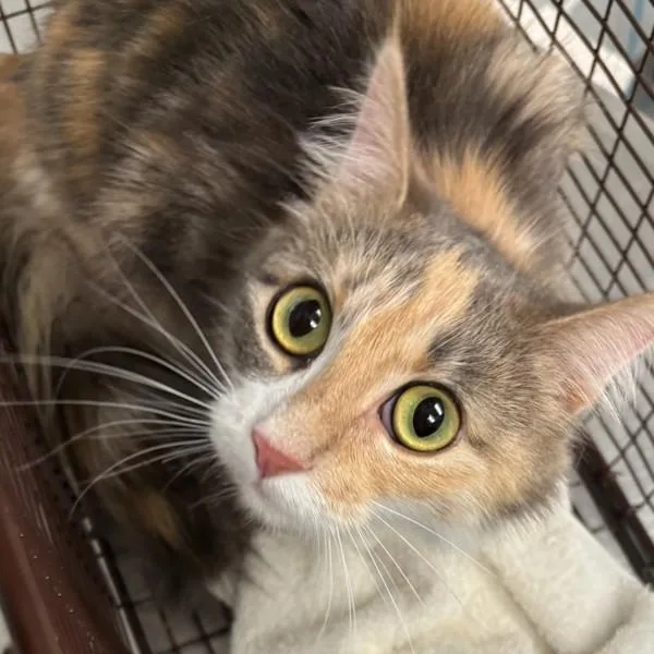 Mel